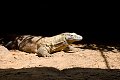 Varanus komodoensis reptiel reptielen reptile reptiles hagedis lizard lezard kikker frog grenouille pad toad crapaud krokodil crocodile schildpad turtle tortue